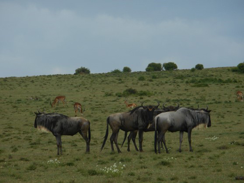 Voyage au Kenya de Mireille