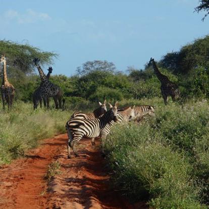 Voyage au Kenya de Mireille