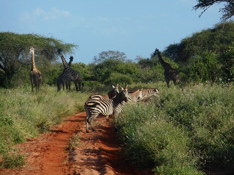 Voyage au Kenya de Mireille