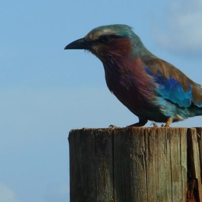 Voyage au Kenya de Mireille