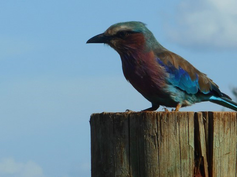 Voyage au Kenya de Mireille