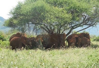 Voyage au Kenya de Mireille