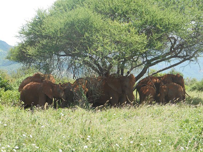Voyage au Kenya de Mireille