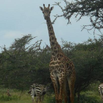 Voyage au Kenya de Mireille