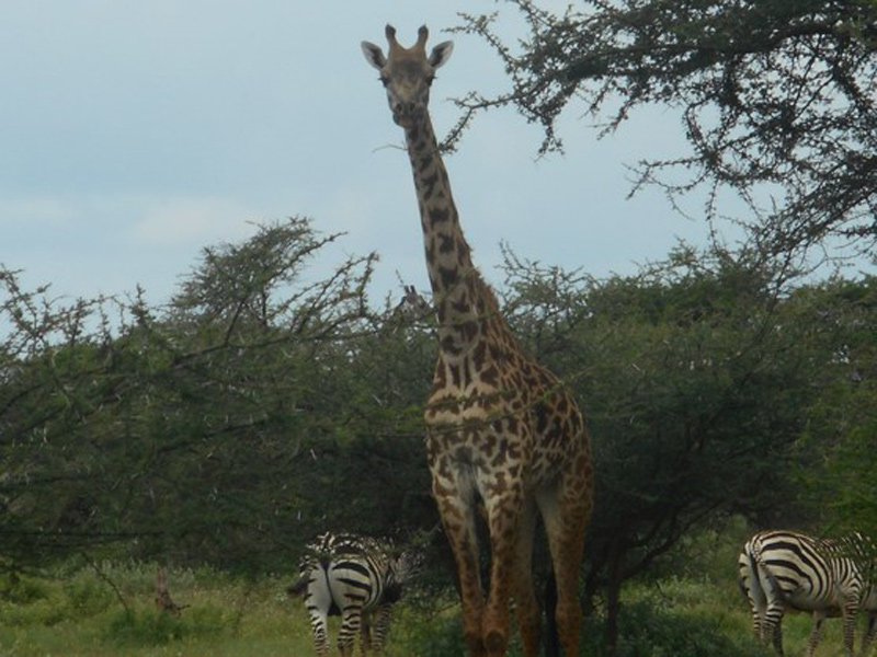 Voyage au Kenya de Mireille