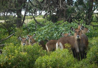 Voyage au Kenya de Mireille