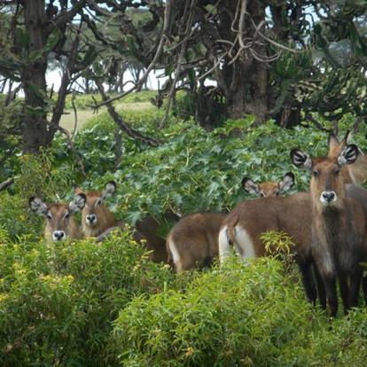 Voyage au Kenya de Mireille