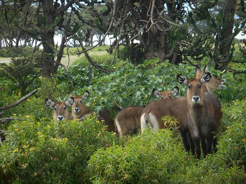 Voyage au Kenya de Mireille