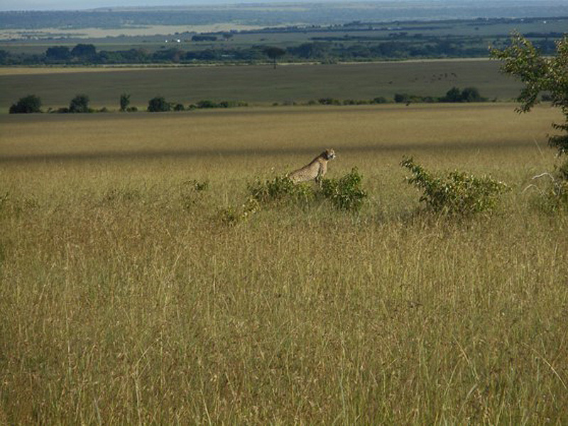 Voyage au Kenya de Mireille