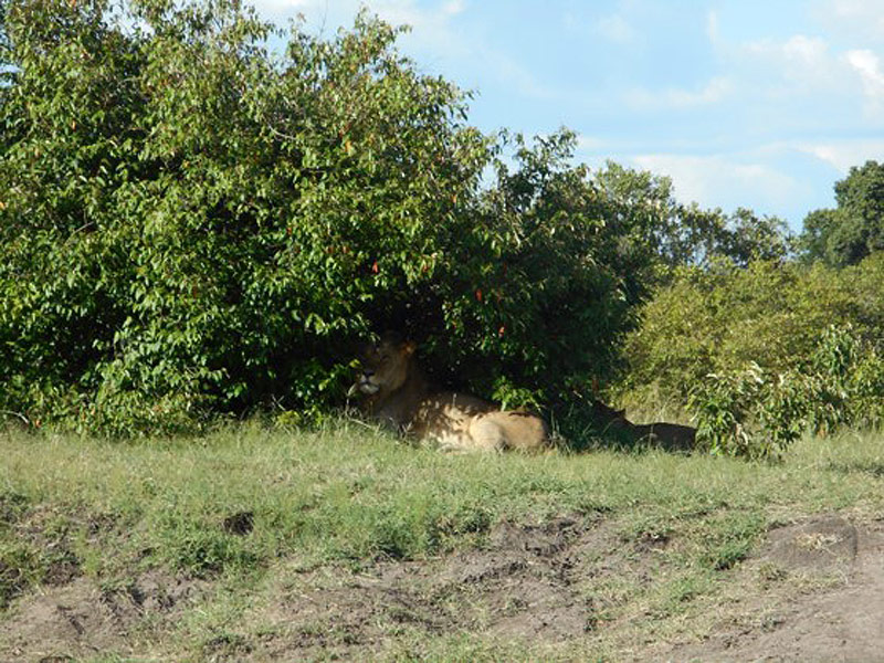 Voyage au Kenya de Mireille