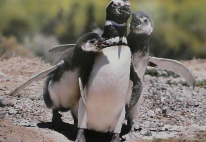 Voyage en Argentine de Martine