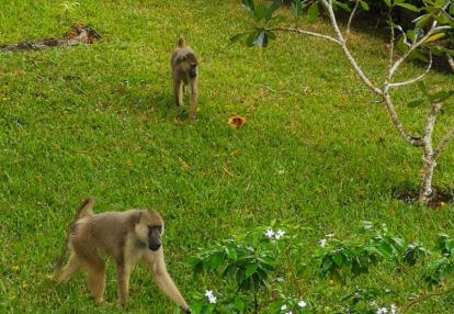 Voyage au Kenya de Michel et Véronique