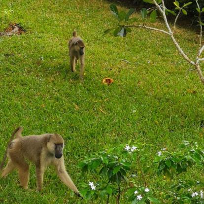 Voyage au Kenya de Michel et Véronique