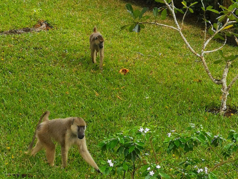 Voyage au Kenya de Michel et Véronique