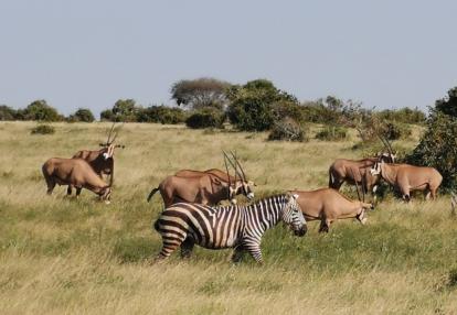 Voyage au Kenya de Michel et Véronique