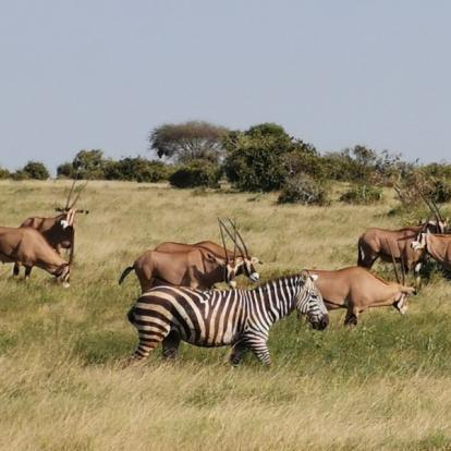 Voyage au Kenya de Michel et Véronique