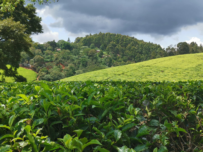 Voyage au Kenya de Michel et Véronique