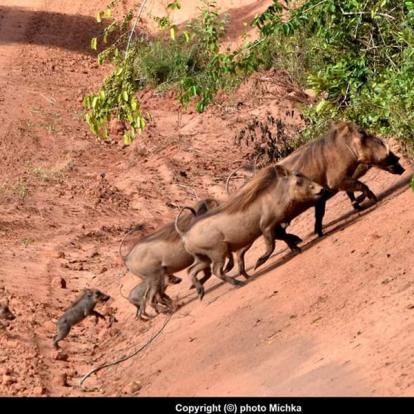 Voyage au Kenya de Michel et Véronique