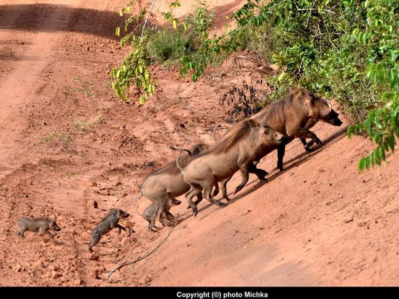 Voyage au Kenya de Michel et Véronique