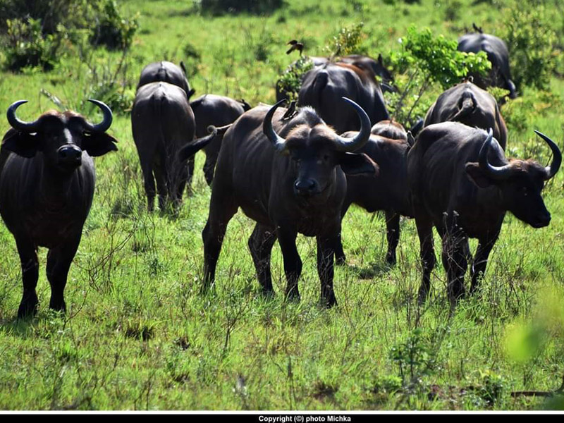 Voyage au Kenya de Michel et Véronique