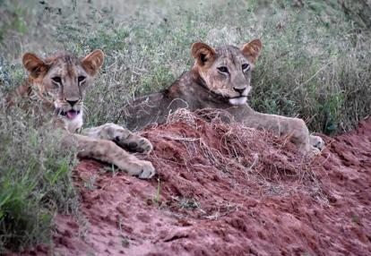 Voyage au Kenya de Michel et Véronique