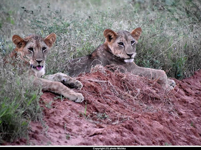 Voyage au Kenya de Michel et Véronique