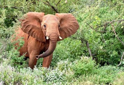 Voyage au Kenya de Michel et Véronique