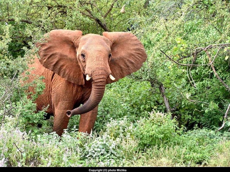 Voyage au Kenya de Michel et Véronique