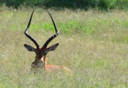 Voyage au Kenya de Michel et Véronique