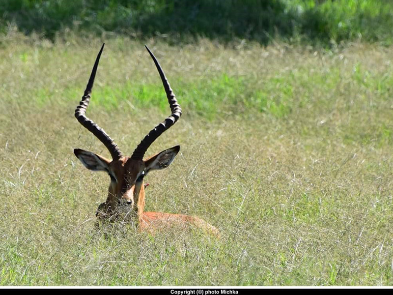 Voyage au Kenya de Michel et Véronique