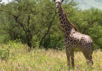 Voyage au Kenya de Michel et Véronique
