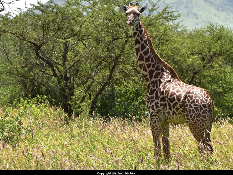 Voyage au Kenya de Michel et Véronique