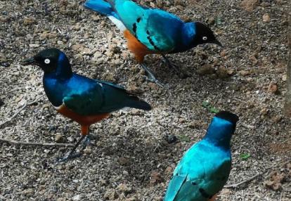 Voyage au Kenya de Michel et Véronique