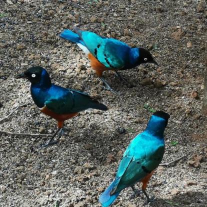 Voyage au Kenya de Michel et Véronique