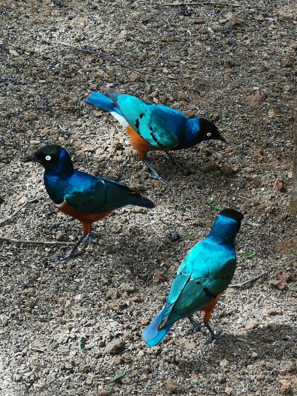 Voyage au Kenya de Michel et Véronique