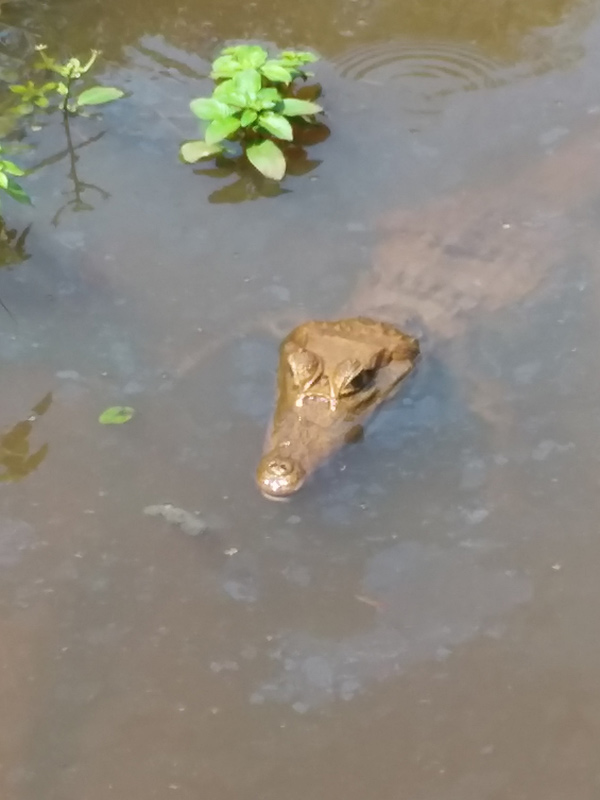 Voyage en Equateur de Nicole