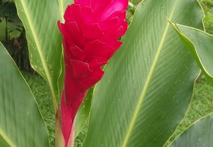 Voyage au Costa Rica de Pascal