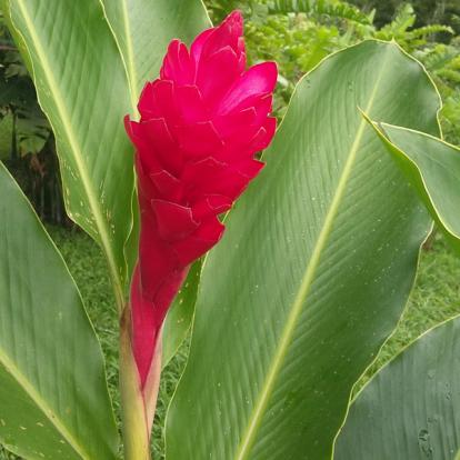 Voyage au Costa Rica de Pascal