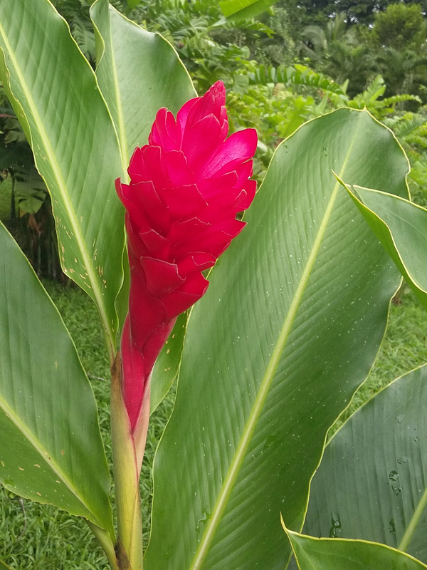 Voyage au Costa Rica de Pascal