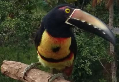 Voyage au Costa Rica de Pascal