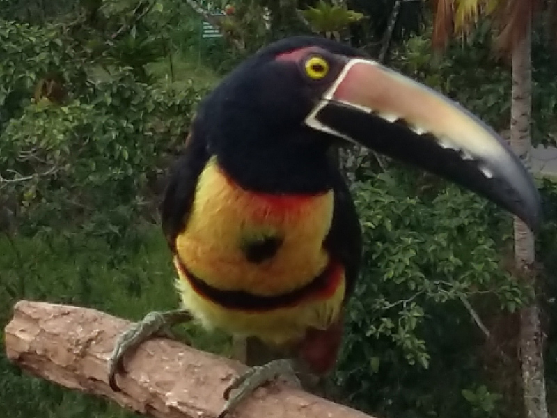 Voyage au Costa Rica de Pascal