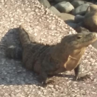 Voyage au Costa Rica de Pascal