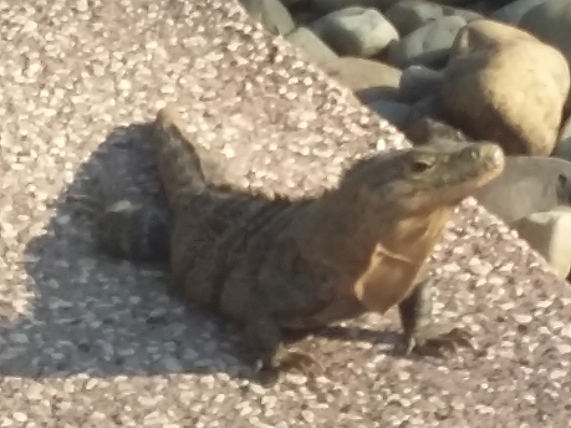 Voyage au Costa Rica de Pascal