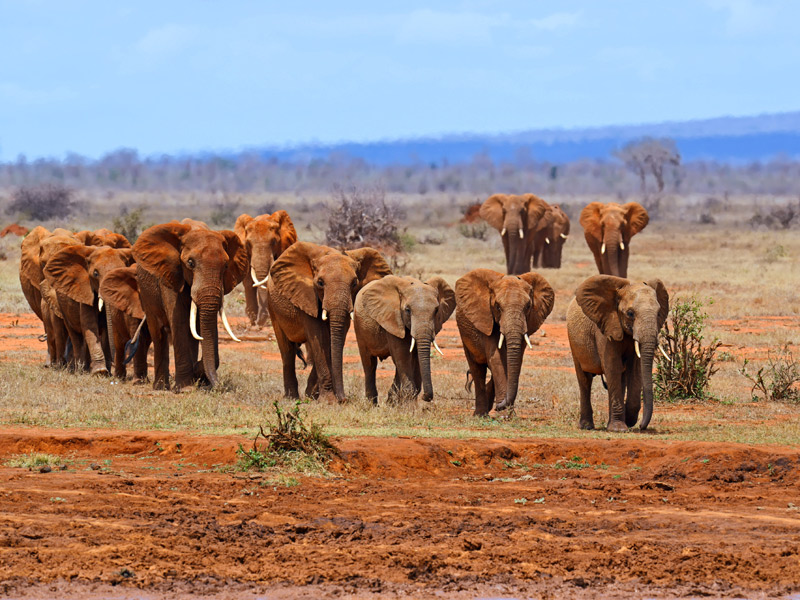 Voyage au Kenya de Julie