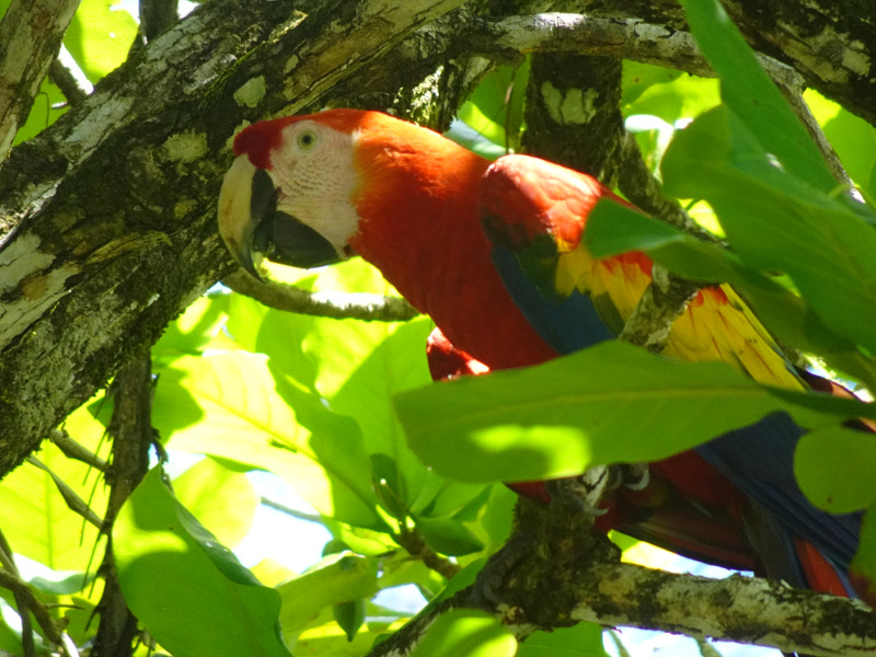 Voyage au Costa Rica de Anne-Marie Voyage au Costa Rica Anne-Marie