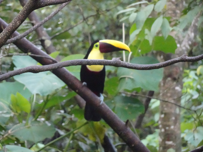 Voyage au Costa Rica de Anne-Marie Voyage au Costa Rica Anne-Marie