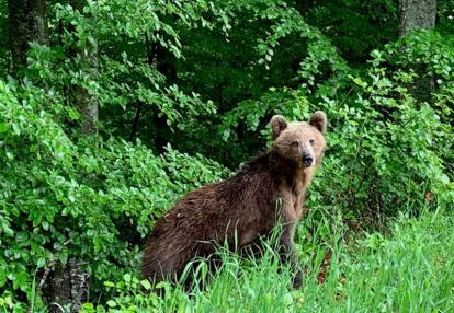 Voyage en Roumanie du Groupe de Jean-Christophe B.