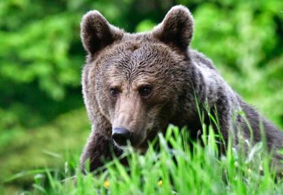 Observation Animaux Sauvages Voyage en Roumanie du Groupe de Jean-Christophe B.