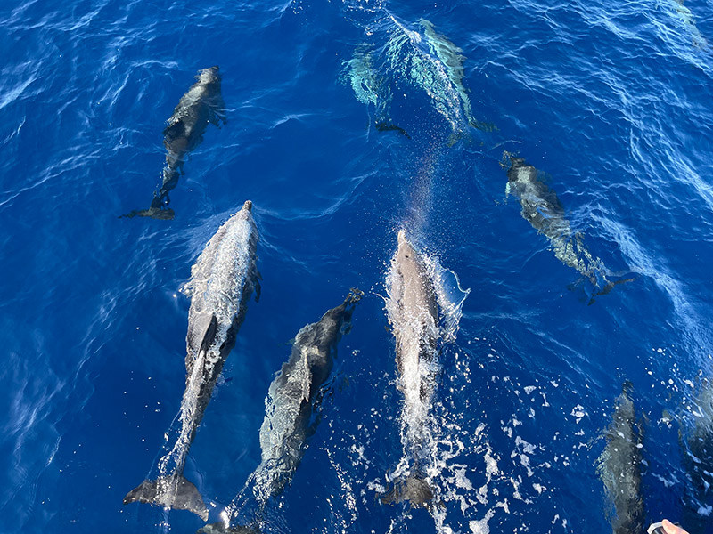 Voyage aux Açores de la Famille de Yannic B.