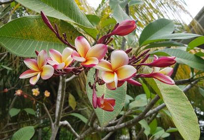 Voyage aux Seychelles de Cédric L.